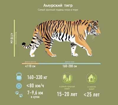 ПРОГРАММА «АМУРСКИЙ ТИГР»