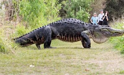 Самый большой в мире крокодил фото