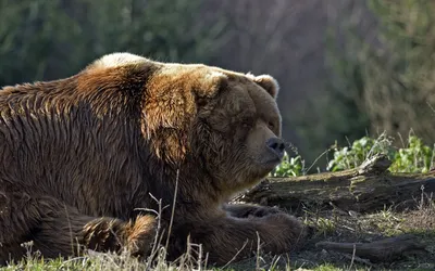 Самый большой медведь в мире