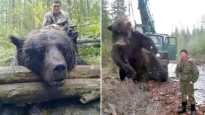 Самый большой плюшевый медведь | Пикабу