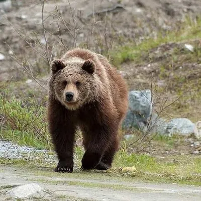 На Камчатке впервые в мире достоверно определят массу тела диких бурых  медведей - Новости РГО