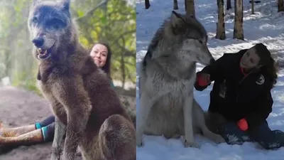 THE BIGGEST AND STRONGEST WOLF IN THE WORLD! - YouTube