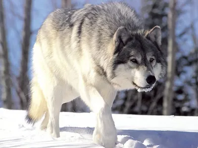 THE BIGGEST AND STRONGEST WOLF IN THE WORLD! - YouTube