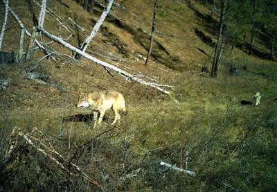 Самый большой волк на планете, The biggest wolf on the planet, Канадский  волк, в смотреть онлайн / Разное | hlamer.ru | Красвью