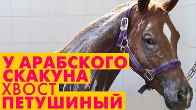 Новости конного спорта Maxima Equisport