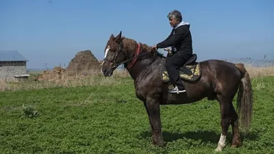 Самые дорогие лошади в мире: рейтинг с фотографиями, названием, описанием  породы и ценой