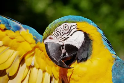 Top-28 the Most Beautiful Parrots