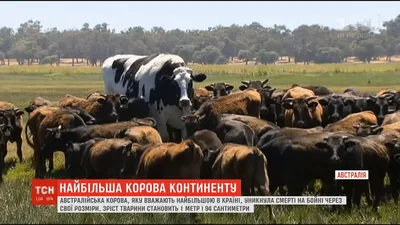 Видео: Гаур — самый крупный бык, который может гонять тигров и любит есть  грязь