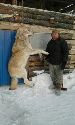 Самый крупный волк фотографии