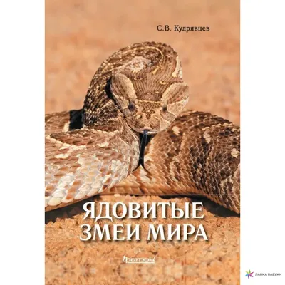 Дочь подземного царя: названы 6 самых ядовитых змей России : Общество :  Live24.ru