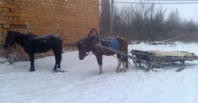 Зима, лошадь запряжённая в сани, …» — создано в Шедевруме