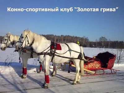 Прогулки и катания на санях в упряжке лошадей - аренда саней с лошадьми