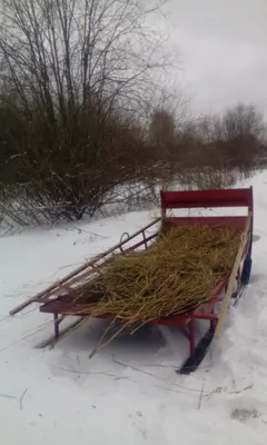 Сани на лошадях в зимнем лесу – Стоковое редакционное фото © viknik  #251247148