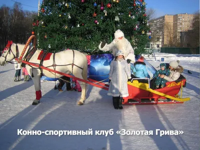 В Череповце для катаний на лошадях купили новые сани