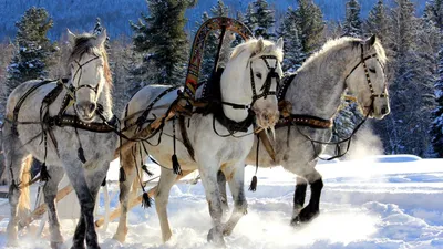 Повозка (воз, телега) и сани для лошади