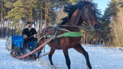 [77+] Сани для лошади фото