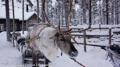 Отличие Деда Мороза от Санта Клауса | WikiDedmoroz.ru