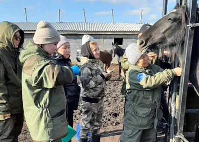 В Бурятии ветеринар допустил к убою лошадей, необследованных на опасное  заболевание - новости Бурятии и Улан-Удэ