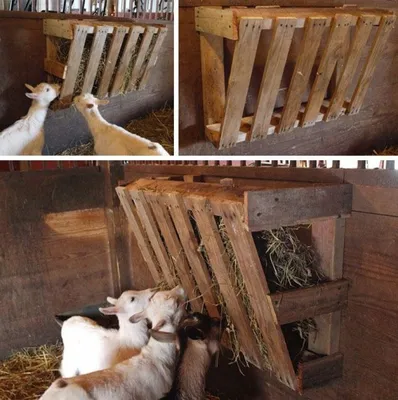 Pin by Salvador Martínez Massanet on Taules per munyir- mesa para ordeñar |  Goat farming, Nigerian dwarf goats, Dwarf goats