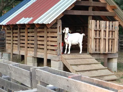 Сарай для содержания коз. Полы в сарае для коз. Кормушки для коз. |  ВКонтакте