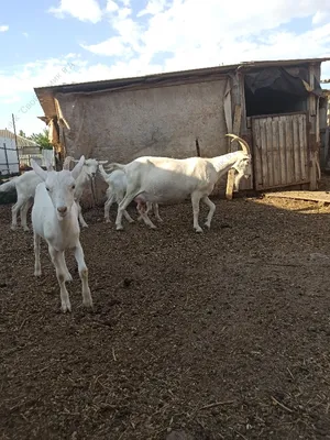 картинки : деревянный, rural engine, сарай, деревня, Внутренний двор,  Животные, Козы, Стог сена, сельская местность, имущество, Главная, хижина,  Сельская местность, дерево, Коттедж, Бревенчатый домик, недвижимость,  Хижина, Сельский дом, пейзаж, сено ...