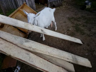 Таможня Дешевый легкий стальной приют для скота,скотоводческий сарай для коз  Дешевый легкий стальной приют для скота,скотоводческий сарай для коз  Производитель