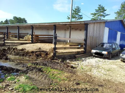 Sheep Shed