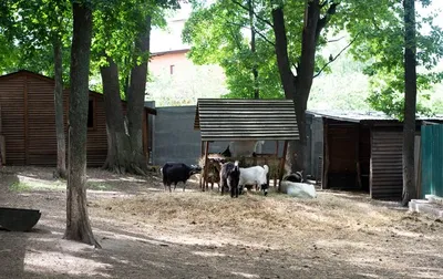 Домашние молочные козы, содержание коз - сарай для коз, рогатая белая коза  в лучах утреннего солнца. Стоковое фото № 20220807_173419 - Фотобанк \"Свой  домик в деревне\"
