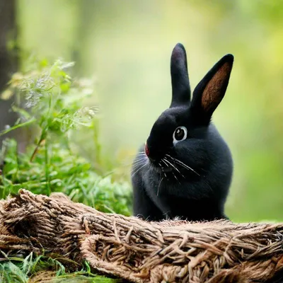 Домик с клеткой для кролика (ID#208147138), цена: 650 руб., купить на  Deal.by