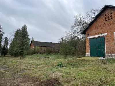 В затопленной Корсунке чудом спаслось стало свиней, заплывших на сарай |  Аргументы и факты – aif.ru | Дзен