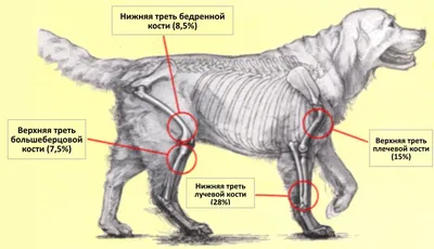 Органосохранные операции при остеосаркоме у животных | Ветеринарная клиника  БЭСТ в Новосибирске