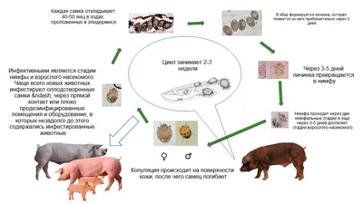 Саркоптоз свиней фото