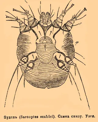 Файл:Brockhaus and Efron Encyclopedic Dictionary b24 716-3.jpg — Викитека