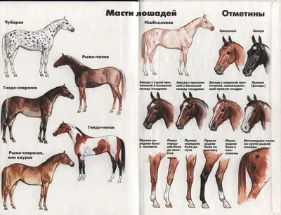 СЛОЖНЫЕ ЗОНАРНЫЕ МАСТИ: НЕ... - Ассоциация \"Росплемконзавод\" | Facebook