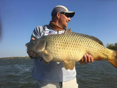 Рыба сазан🐟: фото и описание. Как выглядит сазан👍, чем питается и где  водится