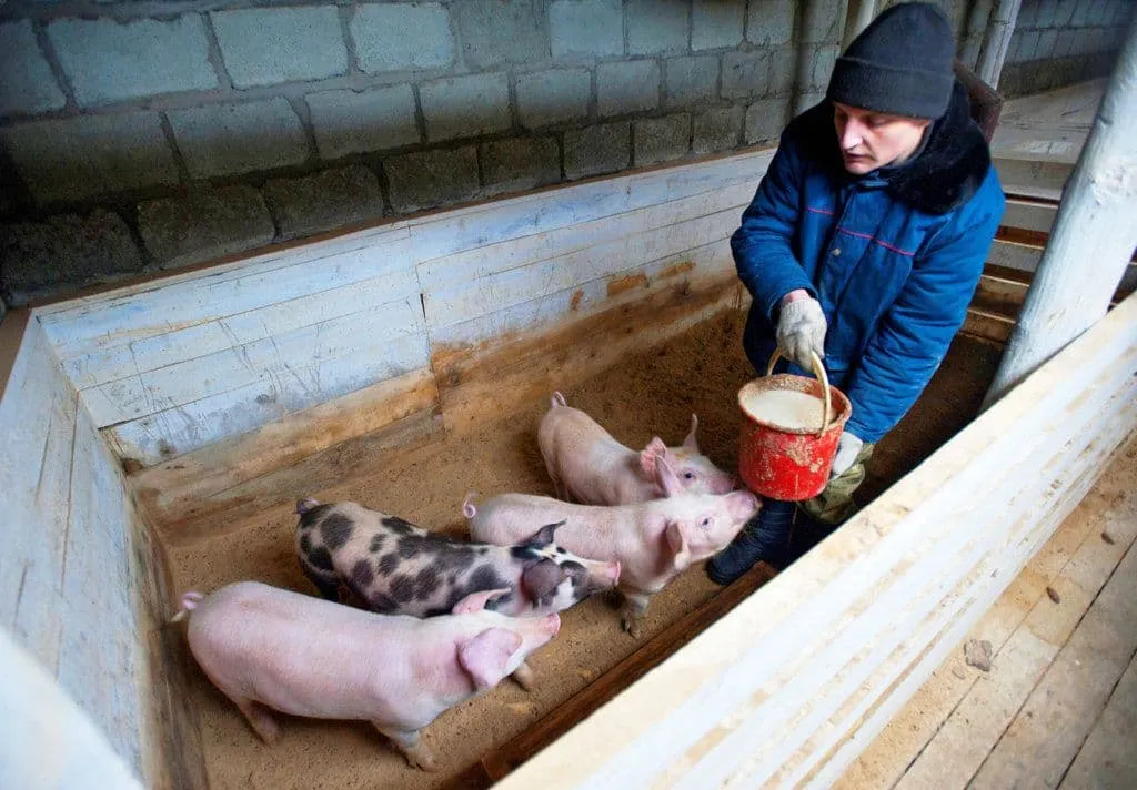 Содержание свиней в личном хозяйстве