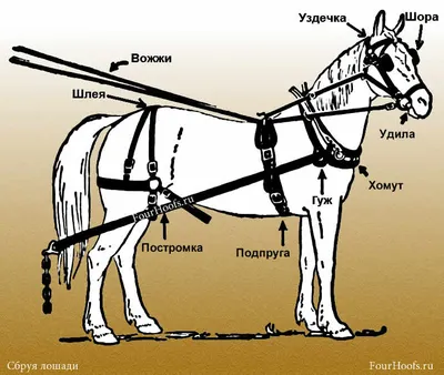 Уздечка для лошади, рысачья GP-Tack купить с доставкой в любую точку России  | Недорого! | В наличии и под заказ - Компания «Horsever»