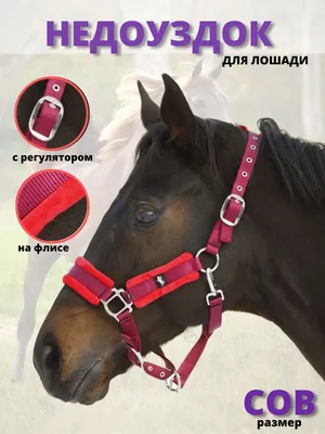 Уздечка безтрензельная Bitless Bridle Star, Waldhausen ⏩ Купить в Украине в  Киеве ⭐️ KONI.UA ⭐️