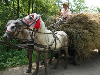 Книга: \"Лошадь в русской упряжке. Основы сборки и управления\" - Ганулич,  Ползунова. Купить книгу, читать рецензии | ISBN 978-5-4238-0321-6 | Лабиринт