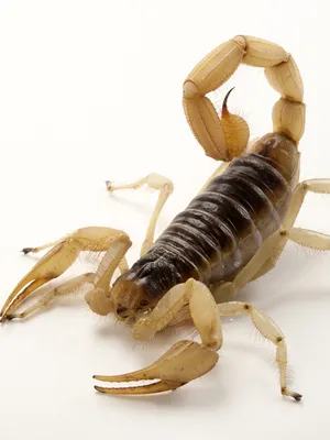 Scorpions | National Geographic