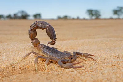 Where do Scorpions Live? (Hint: It's Not Just Arizona!)