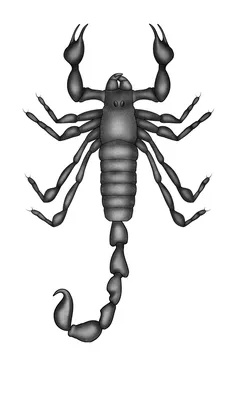 What do Scorpions look like? - The Australian Museum