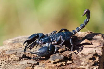 10 curiosities you didn't know about scorpions
