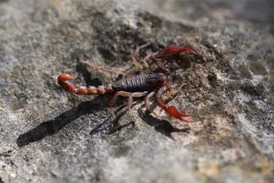 The 18 Scorpions in Texas: Are they Dangerous? - AZ Animals