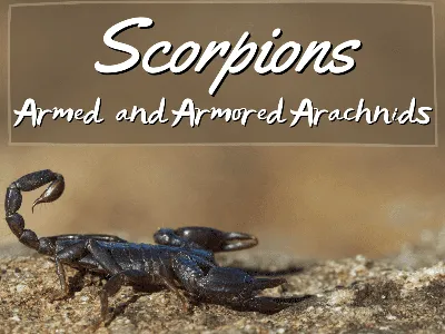 Scorpions: Facts and Info - Owlcation
