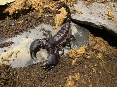 Get Up Close To A Pair Of Emperor Scorpions This Half Term! - Educational  Visits UK