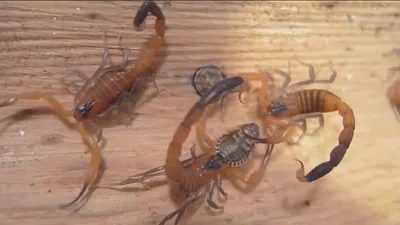 Tips to keep scorpions out of your home during spring, summer | kvue.com