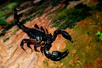 Scorpions, with a sting in their tail - Mashpi Lodge