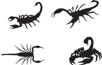 Scorpions Arachnid Silhouette - Free vector graphic on Pixabay