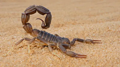 Oregon man pleads guilty to importing scorpions | kgw.com